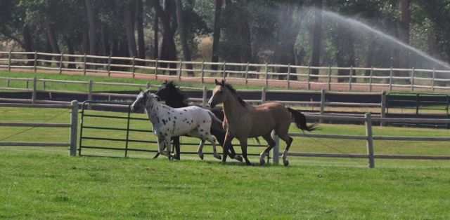 horses in pasture on the resort grounds